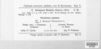 Uromyces rumicis image
